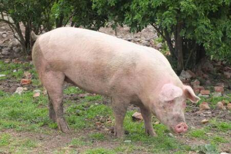 母猪怀孕时喂什么饲料_养猪