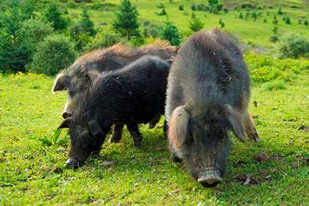 藏香猪最大多少斤_养猪