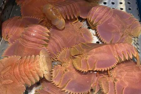 琵琶虾是国家保护动物吗?_养虾