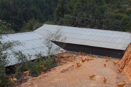农村养鸡简易鸡棚怎么搭_养鸡