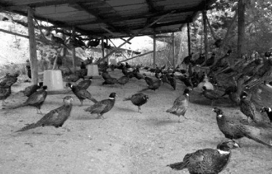 土鸡棚怎么搭,搭建鸡棚要注意什么_养鸡