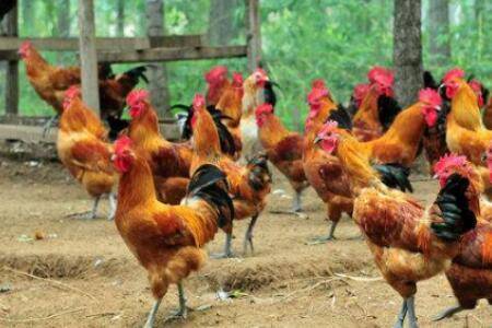 ���Ѹ���ô��Ч����_����