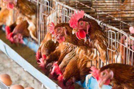 蛋鸡脱肛用什么药治疗_养鸡