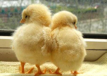 小鸡怎么养比较好?_养鸡