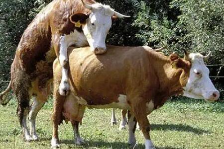 母牛打栏有哪些征兆_养牛