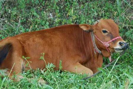 牛不吃食没精神什么原因,牛不吃食怎么治疗_养牛