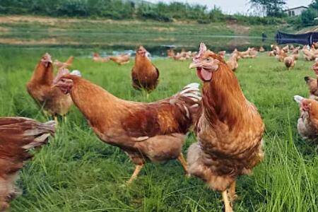 鸡的油太多是什么原因_养鸡