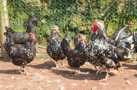 鸡的油太多是什么原因_养鸡