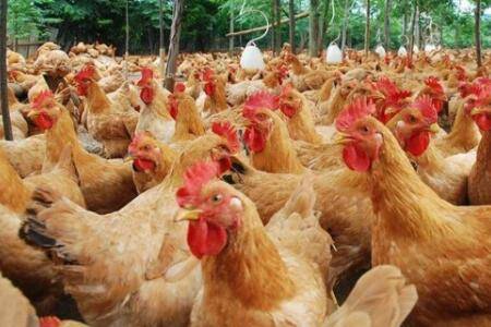 鸡的油太多是什么原因_养鸡
