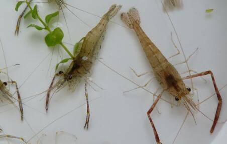 小虾吃什么食物_养虾