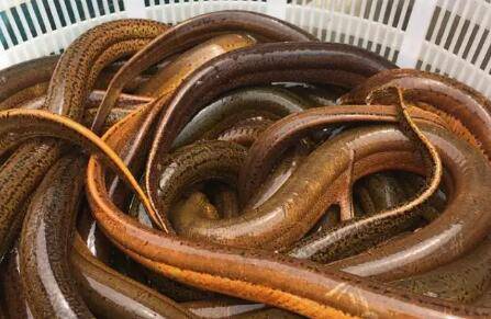 水深处怎么下黄鳝笼_养殖问答