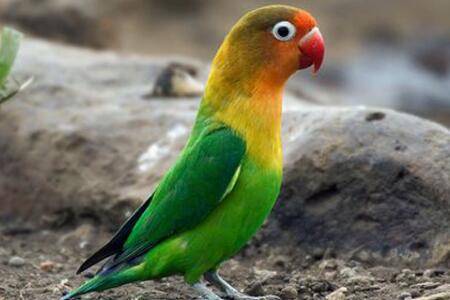 牡丹鹦鹉产白蛋怎么办_养殖问答