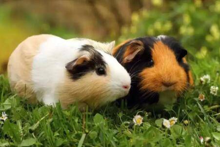 荷兰猪怎么养_养殖问答