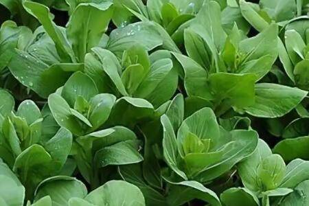 如何除油菜上的叶螨_种植问答