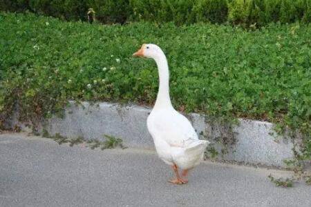 鹅多大可以认识主人_养鹅