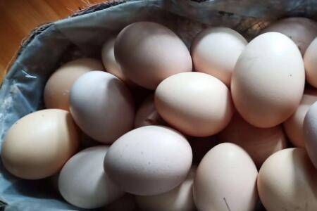 鸡不下蛋吃什么药_养鸡