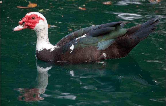 影响蛋鸭产蛋的三大因素_养鸭