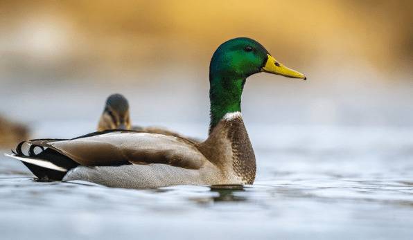白鸭有哪些特点_养鸭