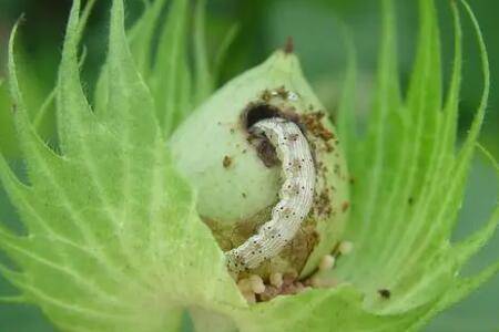 棉铃虫怎么防治_种植问答