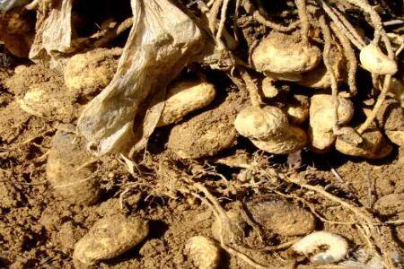 花生蛴螬怎么防治?_种植问答