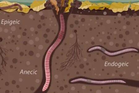 蚯蚓吃哪些害虫_养殖问答