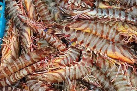 斑节对虾的养殖要求有哪些_养虾