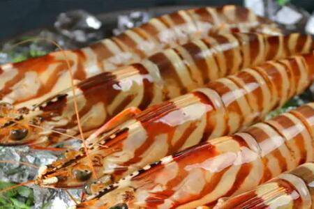 九节虾能不能淡水养殖_养虾