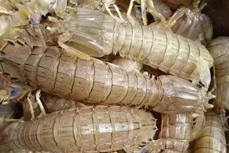 皮皮虾能不能人工养殖吗_养虾