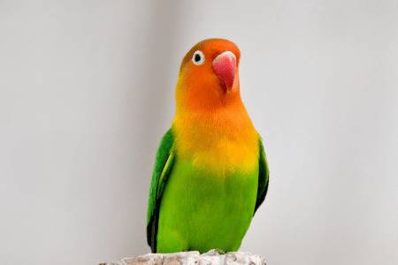 牡丹鹦鹉怎么养_养殖问答