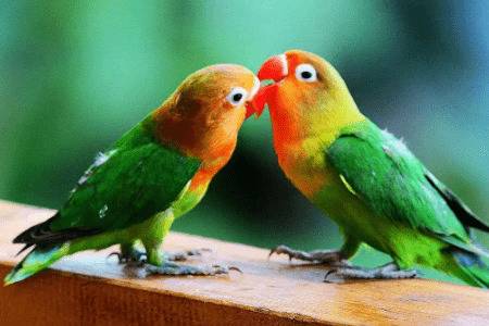 牡丹鹦鹉养一只还是一对_养殖问答