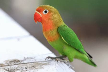 牡丹鹦鹉产白蛋怎么办_养殖问答