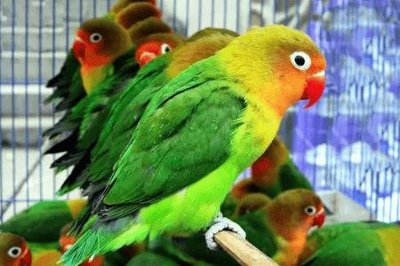 牡丹鹦鹉认主人吗,牡丹鹦鹉怎么养才亲_养殖问答