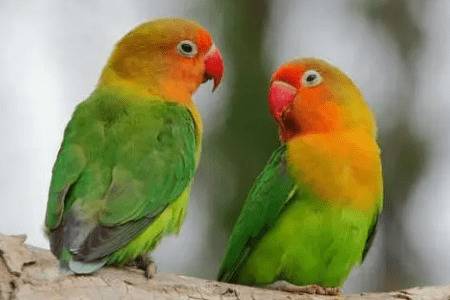 牡丹鹦鹉有哪些疾病_养殖问答