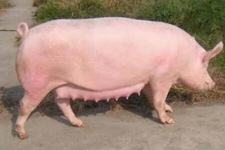 母猪过了预产期不生产怎么办_养殖问答