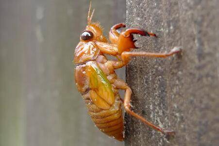 知了吃什么东西,树枝与枝叶是主食_养殖问答