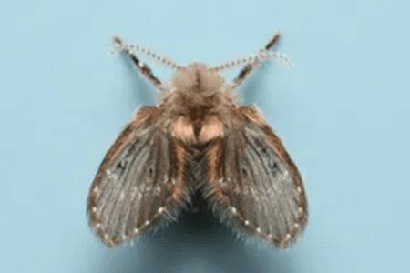 蛾蚋用什么药杀最彻底_养殖问答