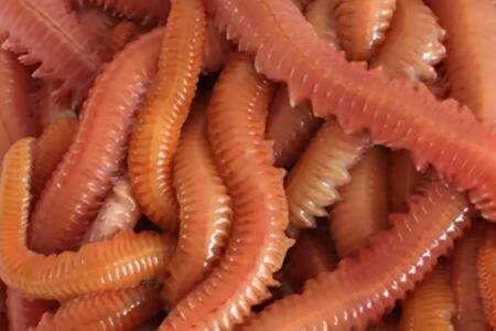 沙蚕怎么呼吸,无呼吸器官靠体壁呼吸_养殖问答