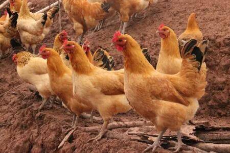 土鸡的形态特征及生产性能_养鸡