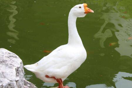 公鹅和母鹅有哪些区别_养鹅