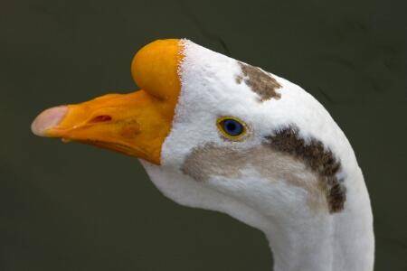 鹅头上的包是什么东西_养鹅