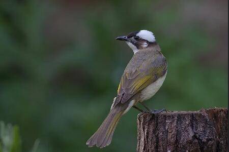 白头翁吃什么,杂食性鸟类动植物皆吃_养殖问答