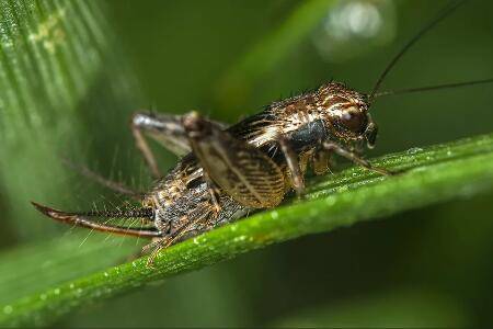 野生蟋蟀怎么养,用透气性好的陶制小罐来养_养殖问答
