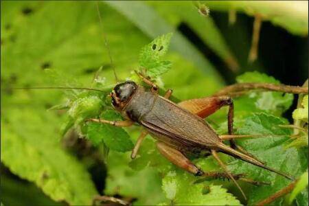 蟋蟀是益虫还是害虫_养殖问答