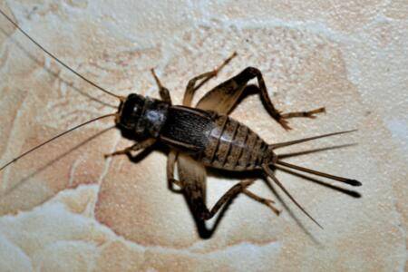 蟋蟀品种有哪些,五大常见蟋蟀种类_养殖问答