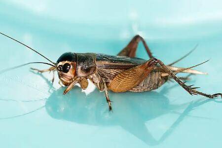 蛐蛐名贵品种有哪些,迷卡斗蟋和赤胸墨蛉榜上有名_养殖问答