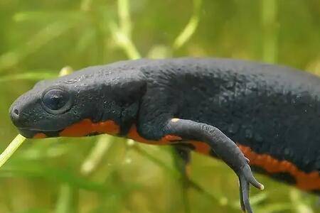 东方蝾螈寿命多长_养殖问答