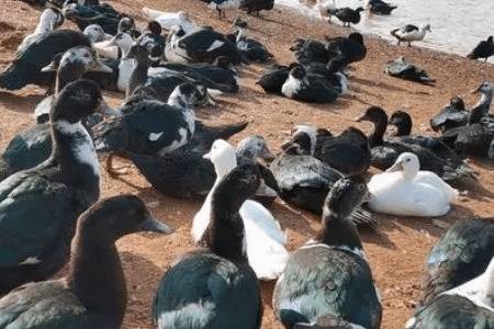 番鸭几个月出栏_养鸭