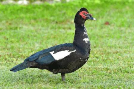 番鸭不同日龄和月龄的防疫流程_养鸭