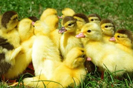 雏番鸭(5周龄以内)的饲养要求_养鸭