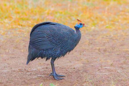 珍珠鸡孵化几天出壳_特禽养殖